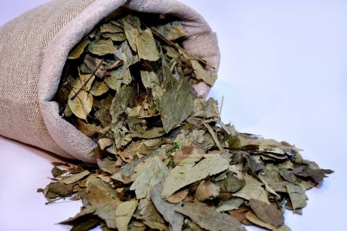  Common Curry Leaves
